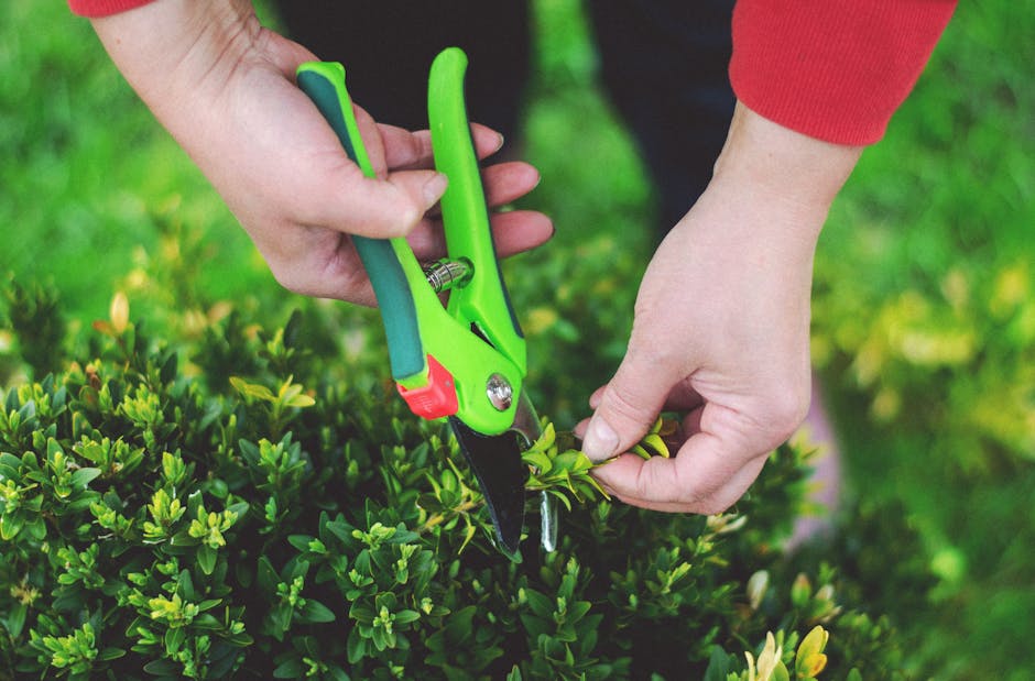 A gardener's hands are seen pruning a dense, neatly trimmed hedge using a pair of green and black bypass secateurs with red adjustment components. The gardener, wearing a red long-sleeve shirt, carefu